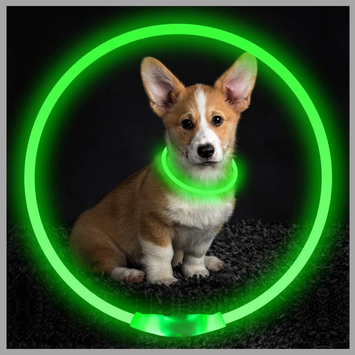 USB Rechargeable LED Pet Collar – Glowing Safety Collar for Night Walking