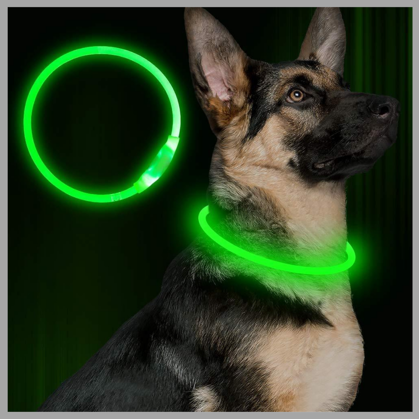 USB Rechargeable LED Pet Collar – Glowing Safety Collar for Night Walking