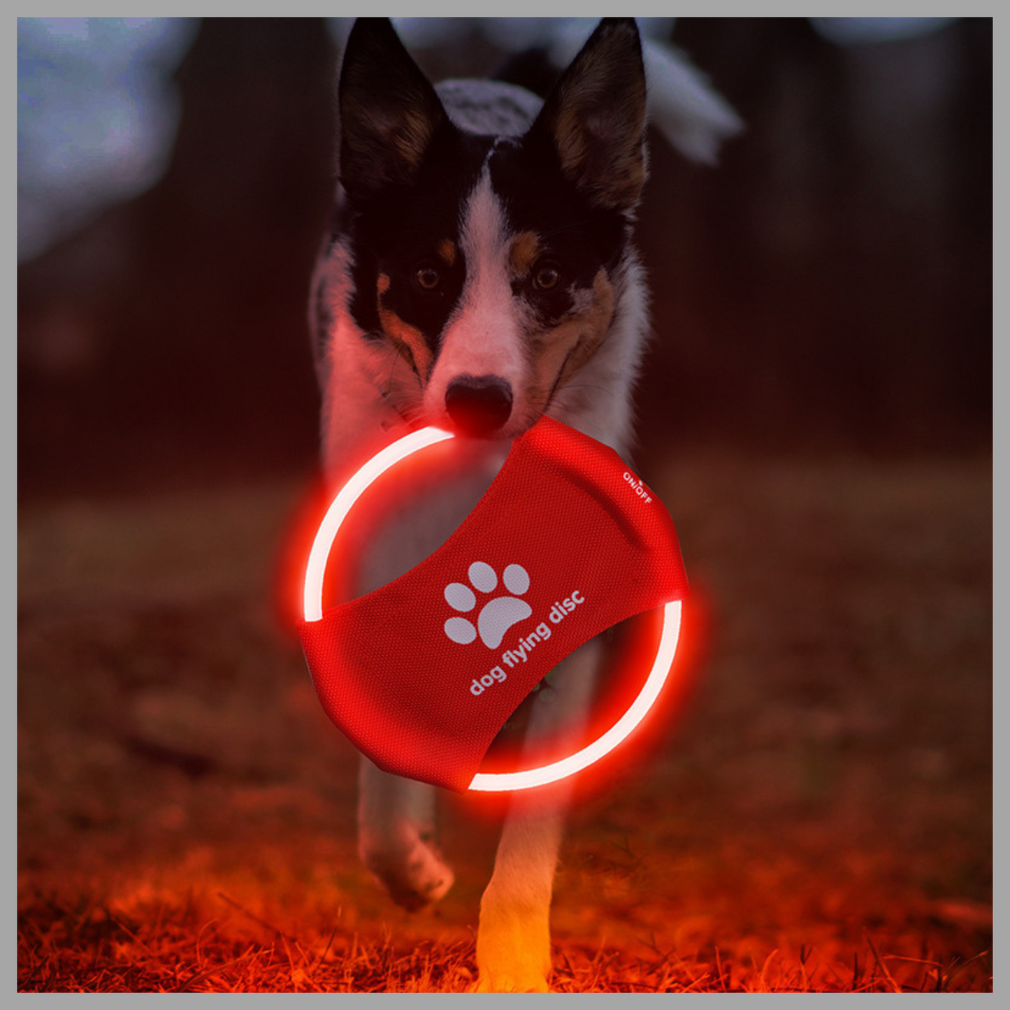 LED Glowing Dog Flying Disc